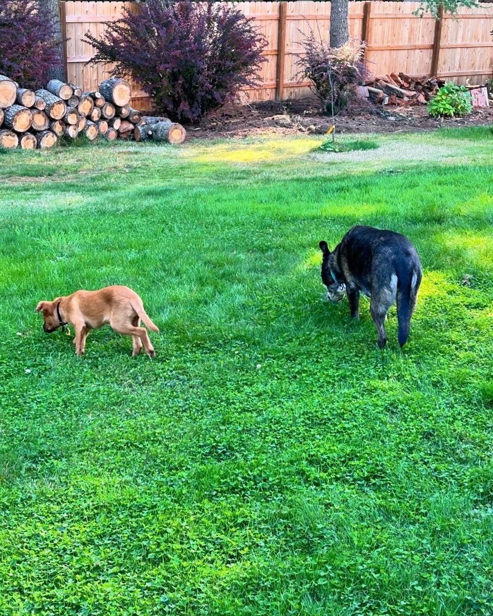 Nala and Shiloh, two dogs playing on a freshly cleaned backyard lawn beside a wood fence
